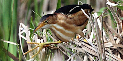 Imagen principal de An Evening at Forsythe (Brig) NWR