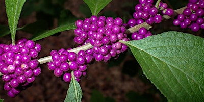 Hauptbild für FL Native Plant Society NATIVE PLANTS in URBAN FOOD FORESTS - VIRTUAL &LIVE