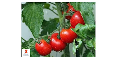 Tomato Growing Presentation