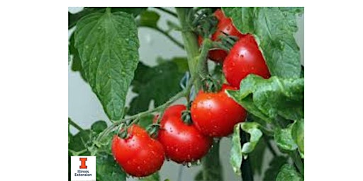 Imagen principal de Tomato Growing Presentation