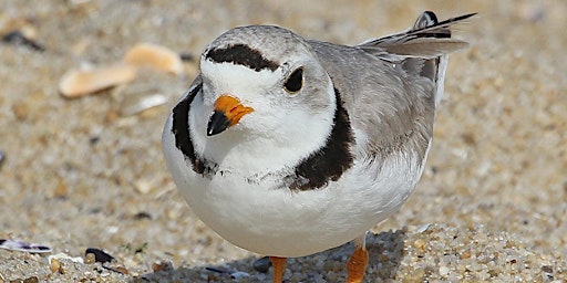 Hauptbild für Sandy Hook