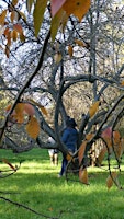 Primaire afbeelding van Guided Forest Therapy Walk at Weston Park