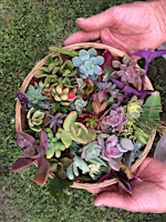 Imagem principal de Harvest Festival Coachwood Nursery Succulent Workshop