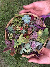 Imagen principal de Harvest Festival Coachwood Nursery Succulent Workshop