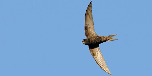 Imagem principal do evento Community focus - Making room for swifts in your church