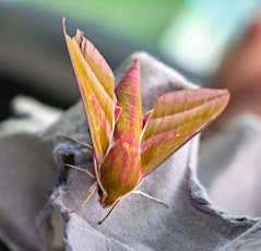 Wildflower Walk & Moth Trap