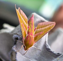 Image principale de Wildflower Walk & Moth Trap