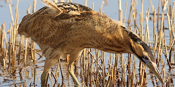 NWT Hickling Broad - Boom of the bittern walk (5 May)