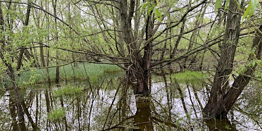 Kennet Meadows: Trees and Birdsong primary image