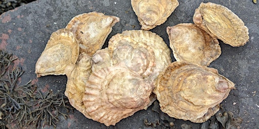 Hauptbild für Native Oyster Biosecurity - Heriot-Watt University