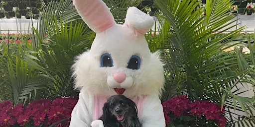 Meet the Easter Bunny primary image