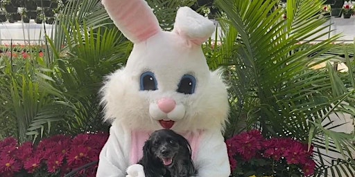 Meet the Easter Bunny primary image