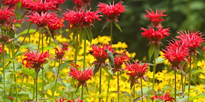 Hauptbild für Gardening With Maryland Native Pollinator Perennials Seminar