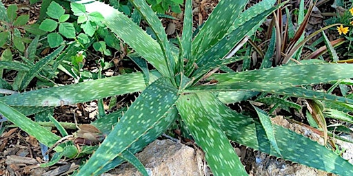 Hauptbild für 6-11-2024  Aloe