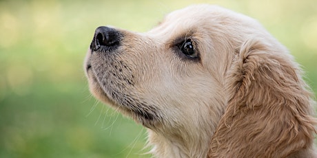 Hauptbild für Dogs Trust Educational Workshop at Sherborne Library