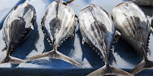 MSC Species Sourcing Sessions: the Atlantic Ocean and MSC certified tuna primary image