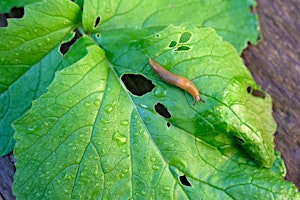 Slug Hunting: Know Your Enemy with Claudia Groth from Portland Nursery primary image