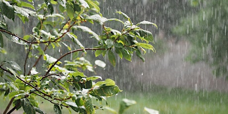 Rain Gardens with the East Multnomah Soil & Water Conservation District