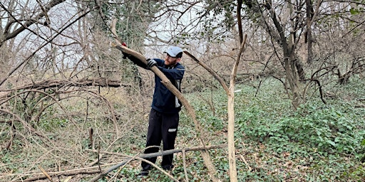 Primaire afbeelding van Vegetation removal at Four Mile Run South