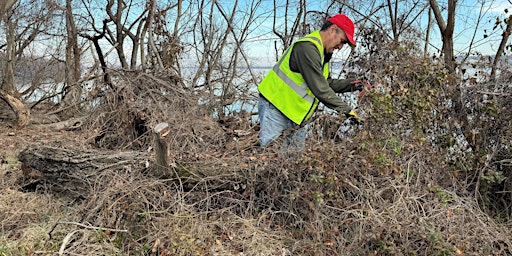 Primaire afbeelding van Long Bridge Connector Vegetation Removal