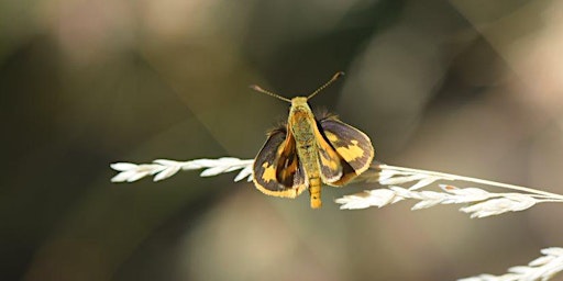Hauptbild für Native bee and butterfly gardens