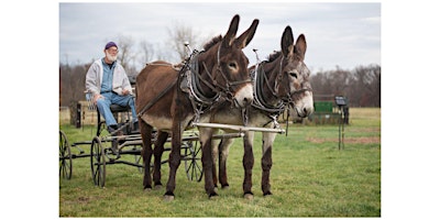 Donkey Basics-Donkey Handling, Hitching and Driving Skills primary image