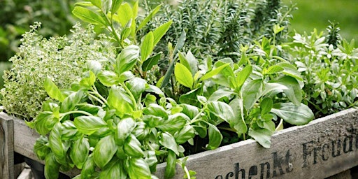 Hauptbild für Culinary Herb Garden