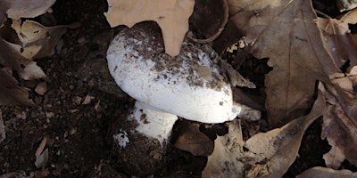 Finding Our Way Home with Fungi with Aaron Tupac primary image