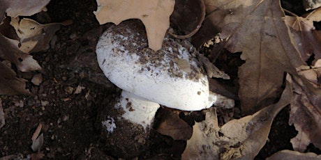 Finding Our Way Home with Fungi with Aaron Tupac