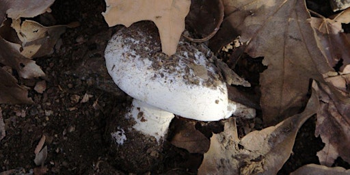 Finding Our Way Home with Fungi with Aaron Tupac  primärbild