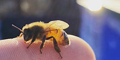Primaire afbeelding van What's Happening In The Hive?