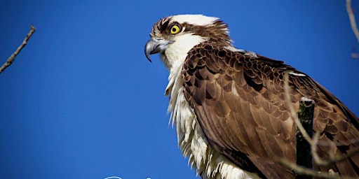 Osprey Nest Boatride  primärbild