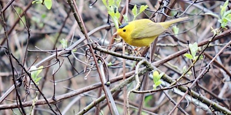 Birding the Orinda Connector Trail