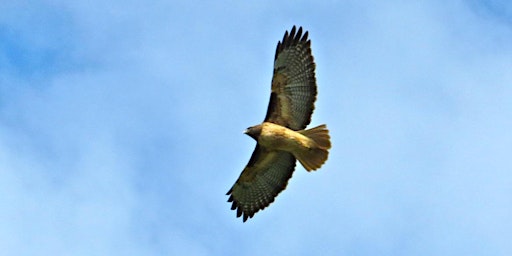 Birding North Briones  primärbild