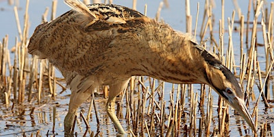 Imagen principal de NWT Hickling Broad - Boom of the bittern walk (21 April)