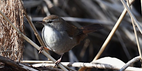 NWT Hickling Broad -  Birds of Hickling walk (31 May)