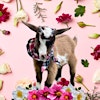 Goat Yoga Dallas's Logo