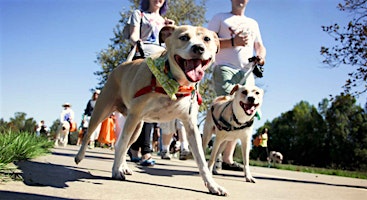 Imagem principal de Run for a pawsome cause with Paws on the Run!