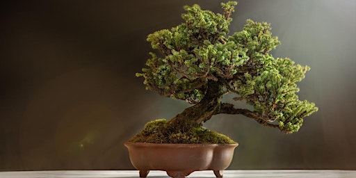 Imagem principal de Bonsai Workshop