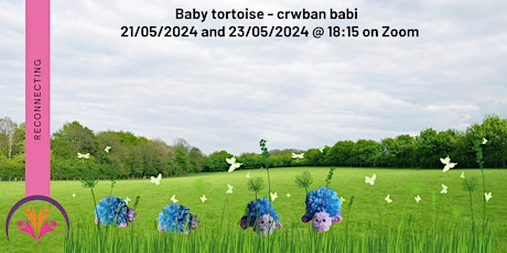 Baby tortoise - crwban babi