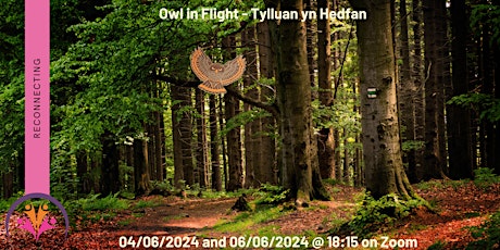 Owl in Flight - Tylluan yn Hedfan