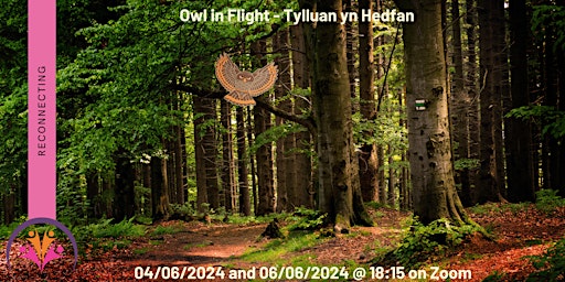 Imagem principal do evento Owl in Flight - Tylluan yn Hedfan