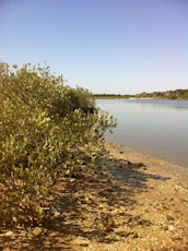 Living with Mangroves primary image