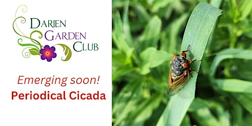 Imagem principal de The Periodical Cicada is Coming and It will be Noisy!