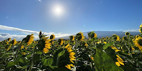 Healing Trees at Pacific Biodiesel Sunflower Farm