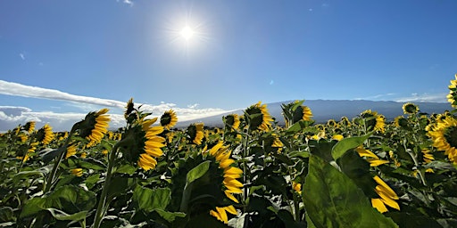 Imagem principal do evento Healing Trees at Pacific Biodiesel Sunflower Farm