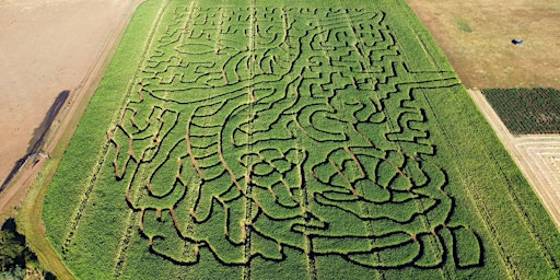 Imagem principal de Rupertswood Farm Crop Maze 2024