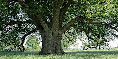 Faszinierende Bäume und Gesundheit