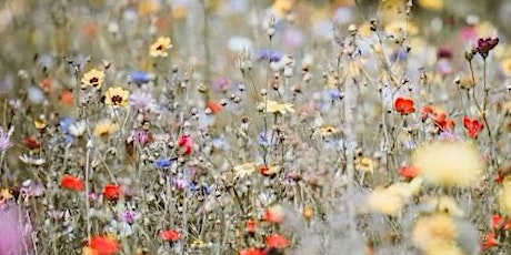 Rewilding -  create a wild flower oasis in your garden