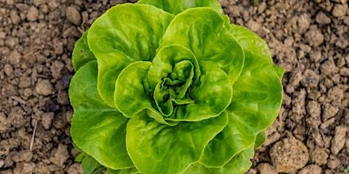 Imagen principal de How to grow salad all year round